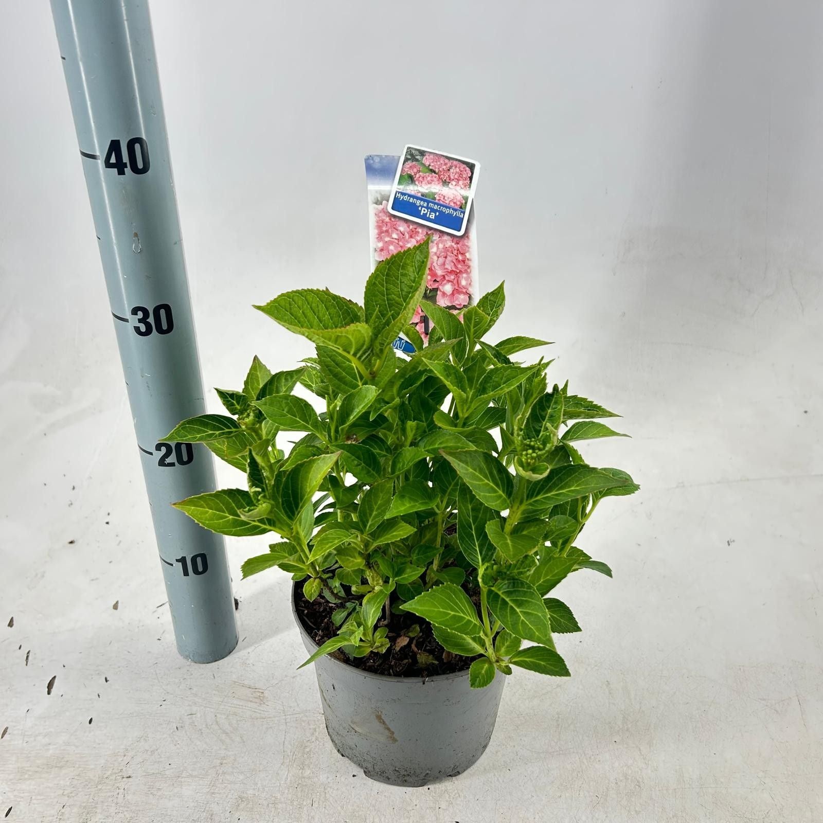 hydrangea-pia-30cm-17cm-pot
