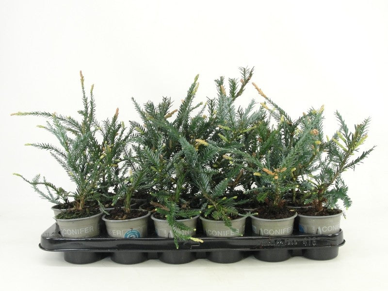 Sequoia sempervirens Adpressa 15cm 9cm Pot