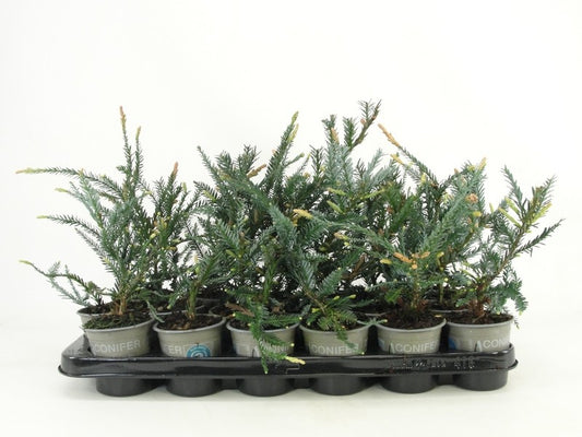 Sequoia sempervirens Adpressa 15cm 9cm Pot