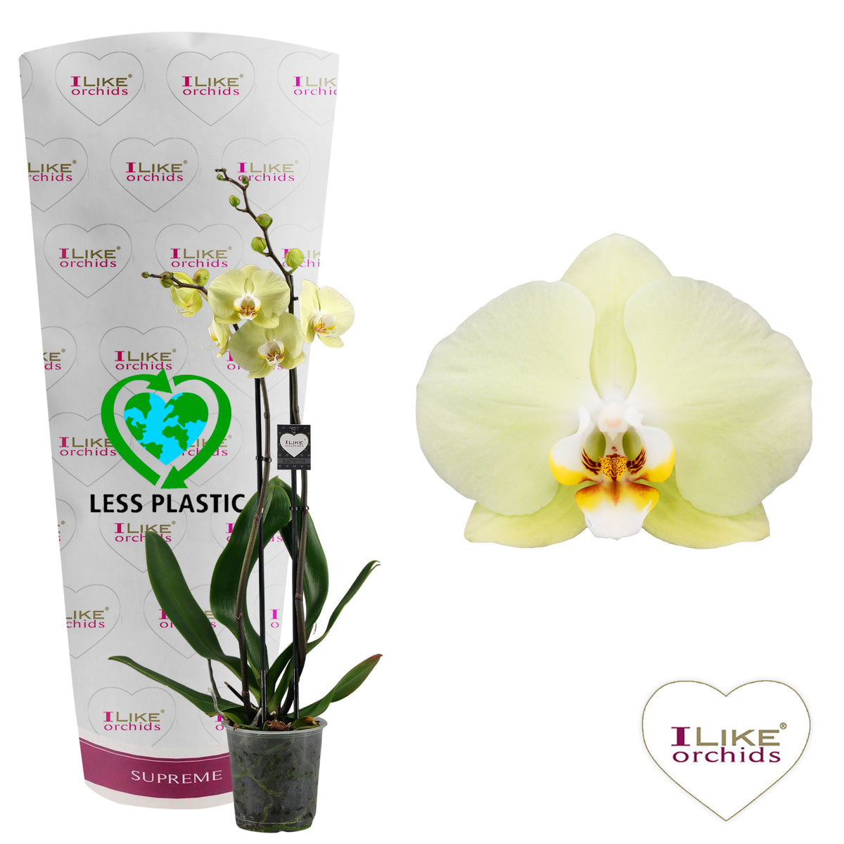 Phalaenopsis Golden Coin 65cm 12cm Pot