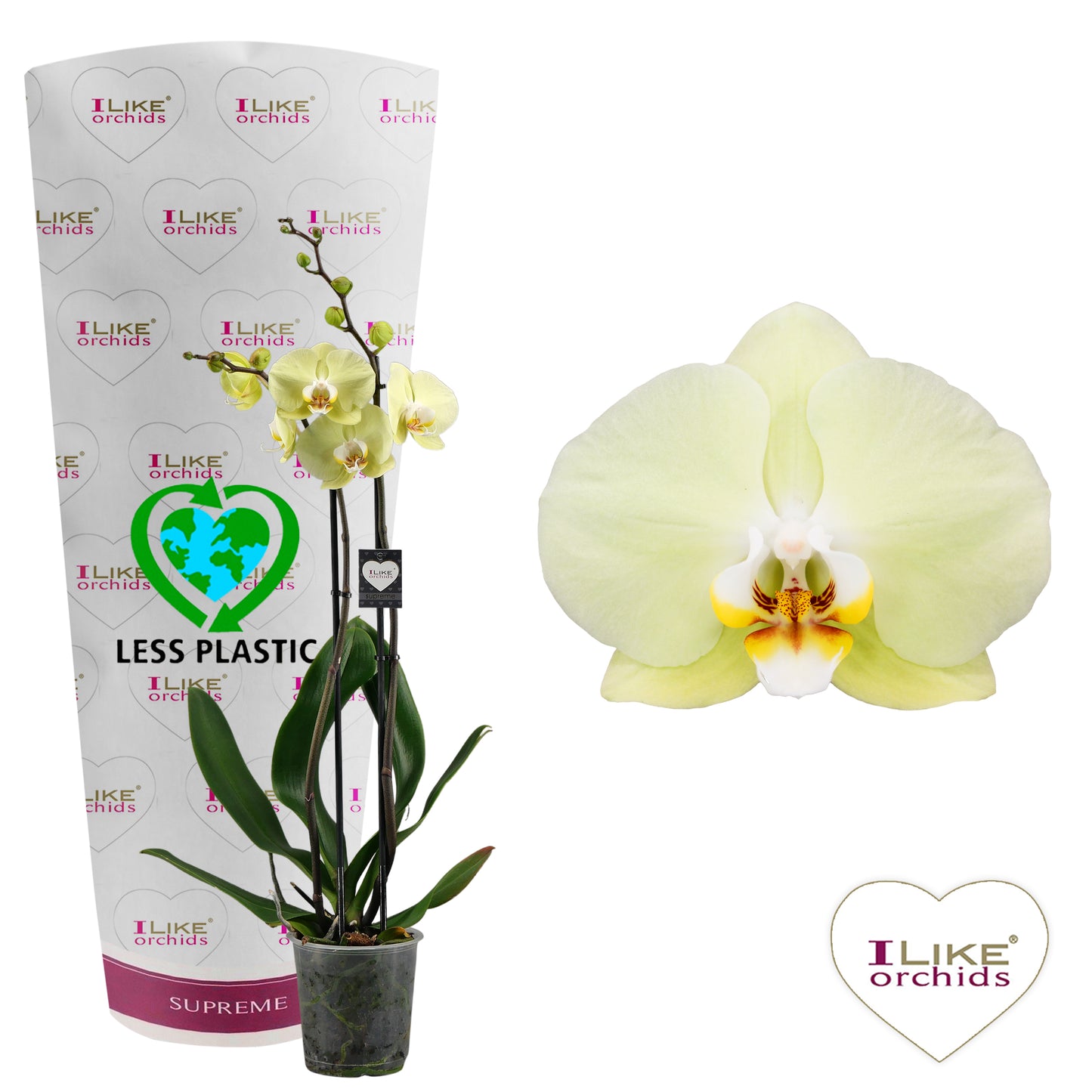 Phalaenopsis Golden Coin 65cm 12cm Pot