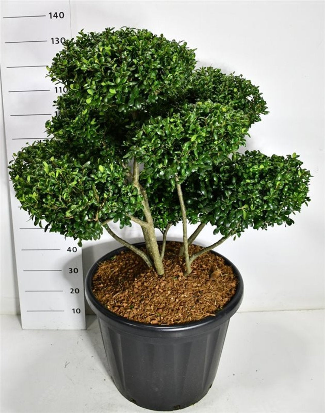 Bloemenkampen BV, Hkw. de Ilex crenata Hetzii Pack of 1