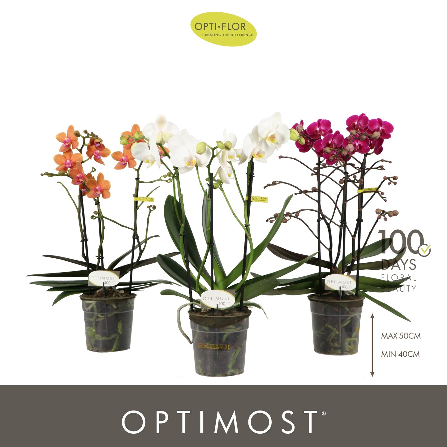 Phalaenopsis mf. mix 45cm 12cm Pot