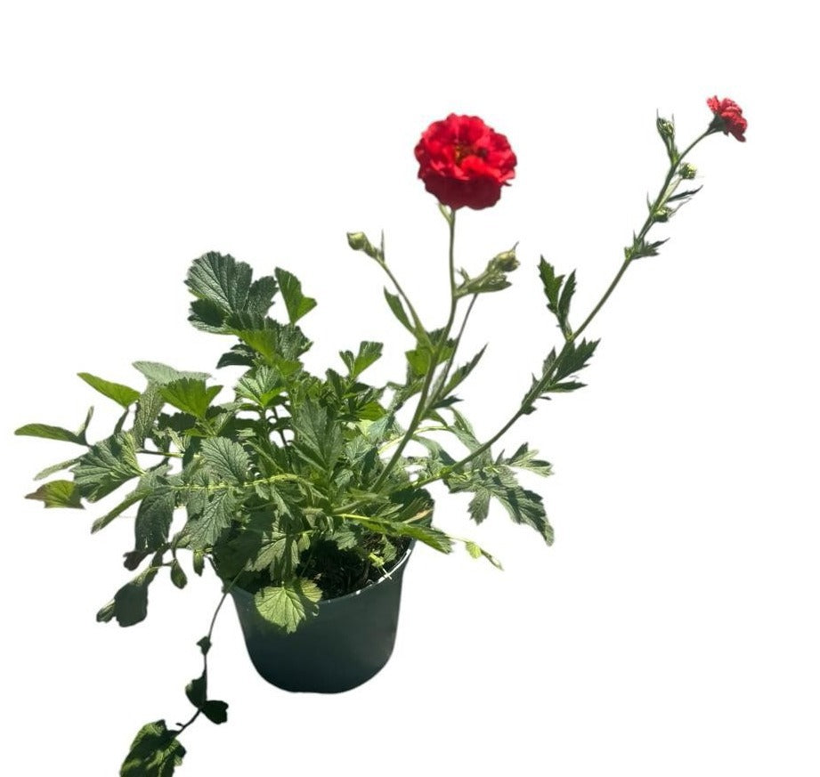 Geum Scarlet Tempest 40cm 19cm Pot