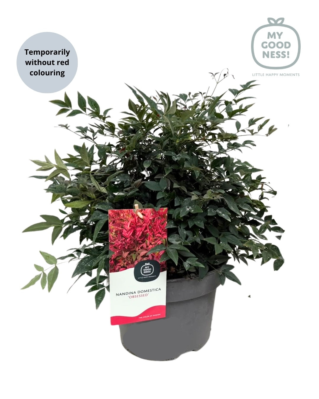 Nandina domestica Obsessed 55cm 23cm Pot