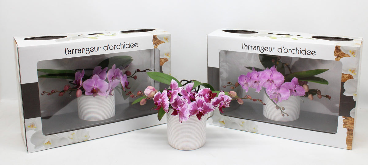 Phalaenopsis pink 35cm 12cm Pot