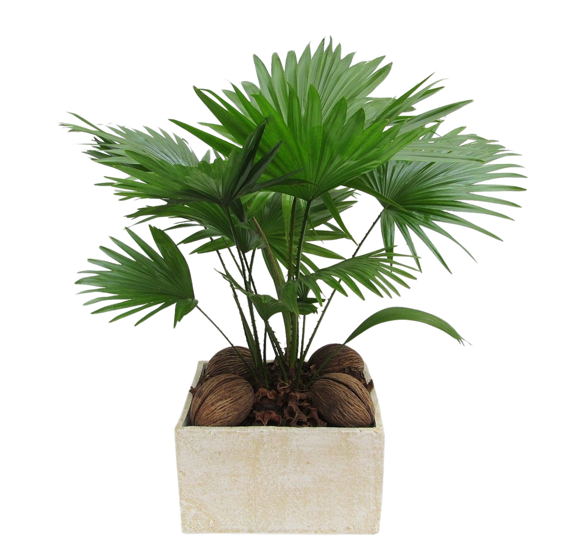 Livistona rotundifolia 65cm 26cm Pot