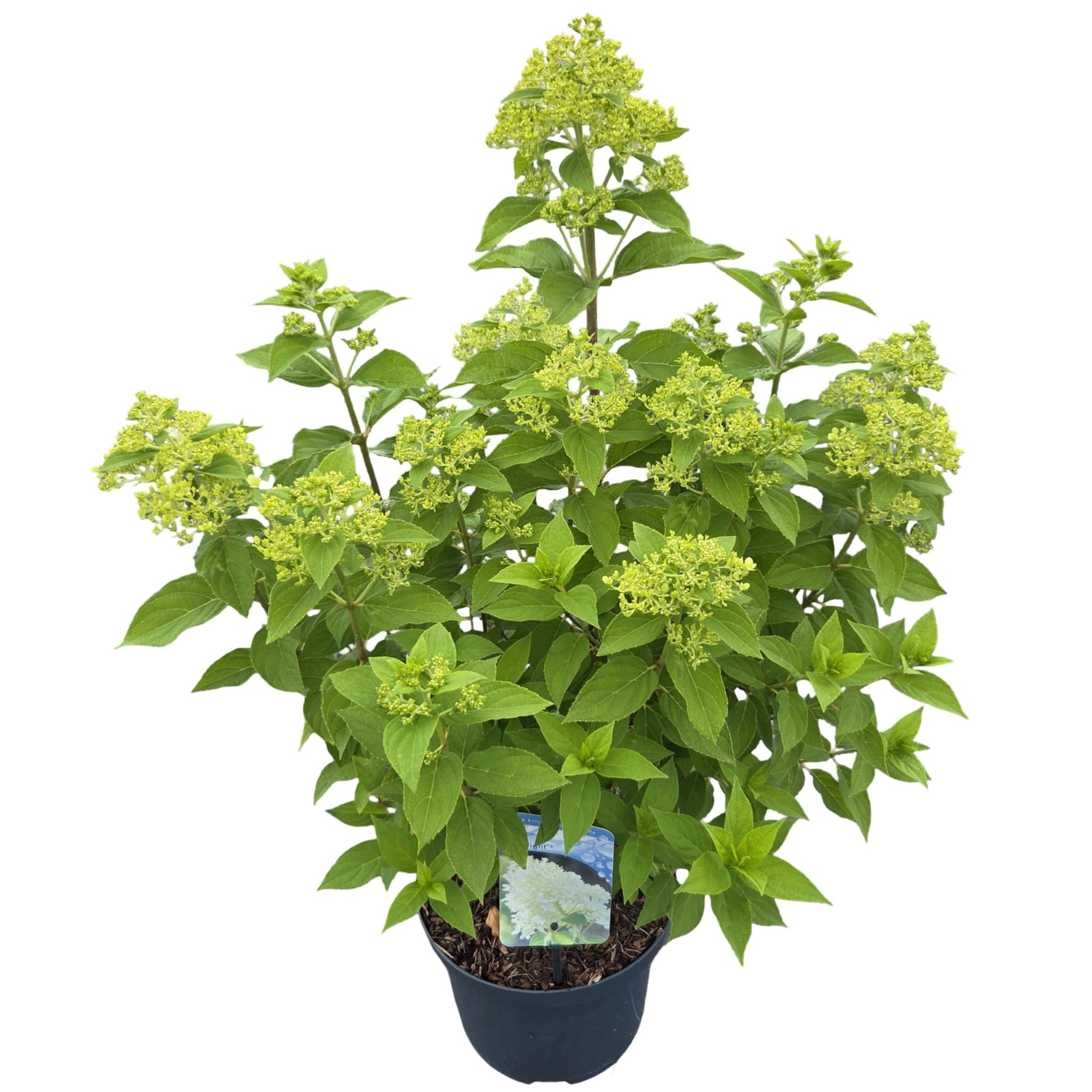Hydrangea pan. Limelight 55cm 23cm Pot