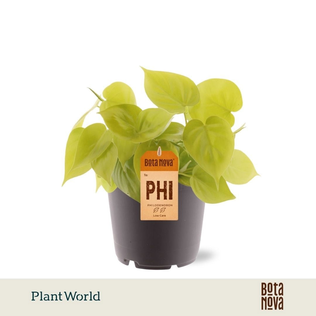 Philodendron scandens Micans 20cm 12cm Pot