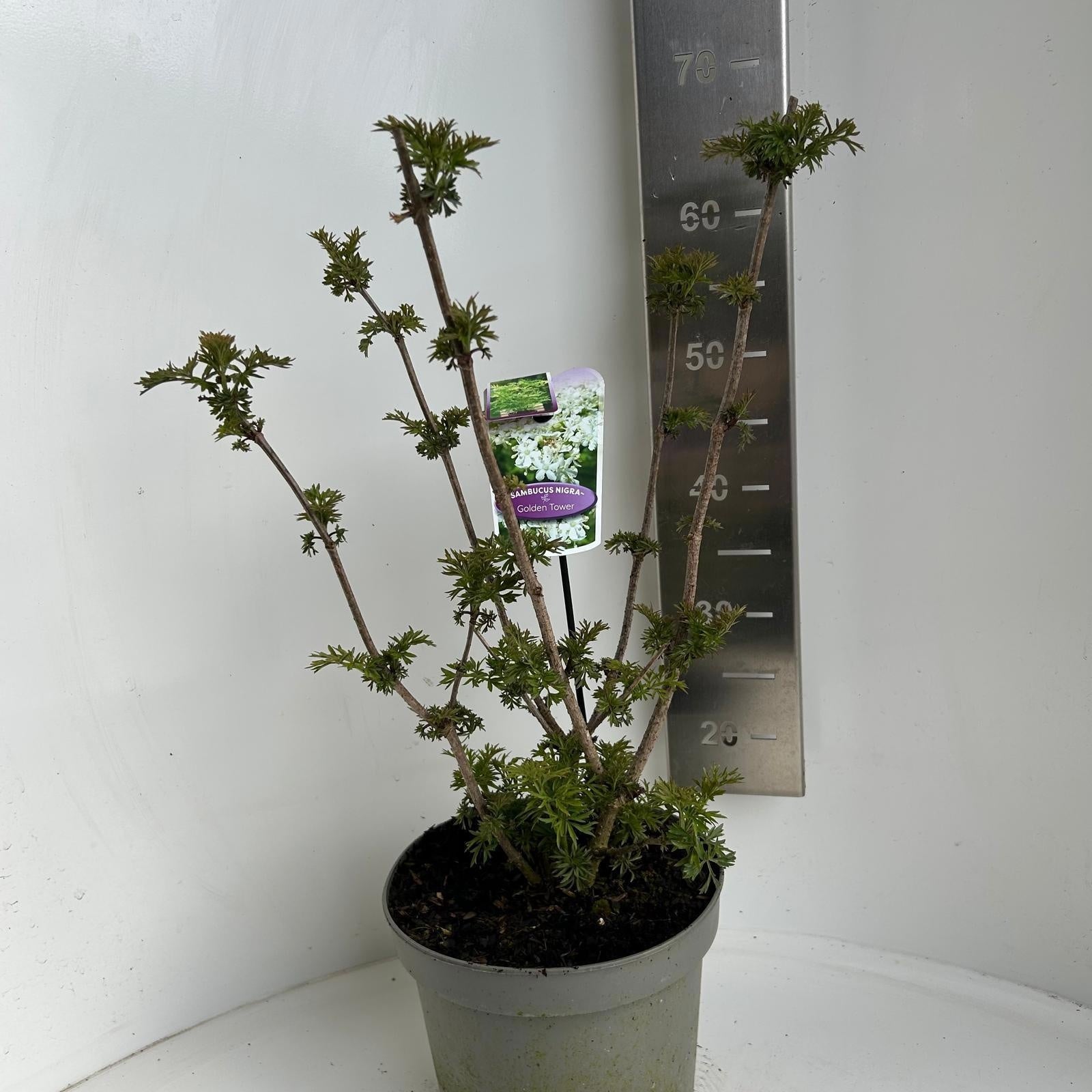 Sambucus nigra 40cm 23cm Pot