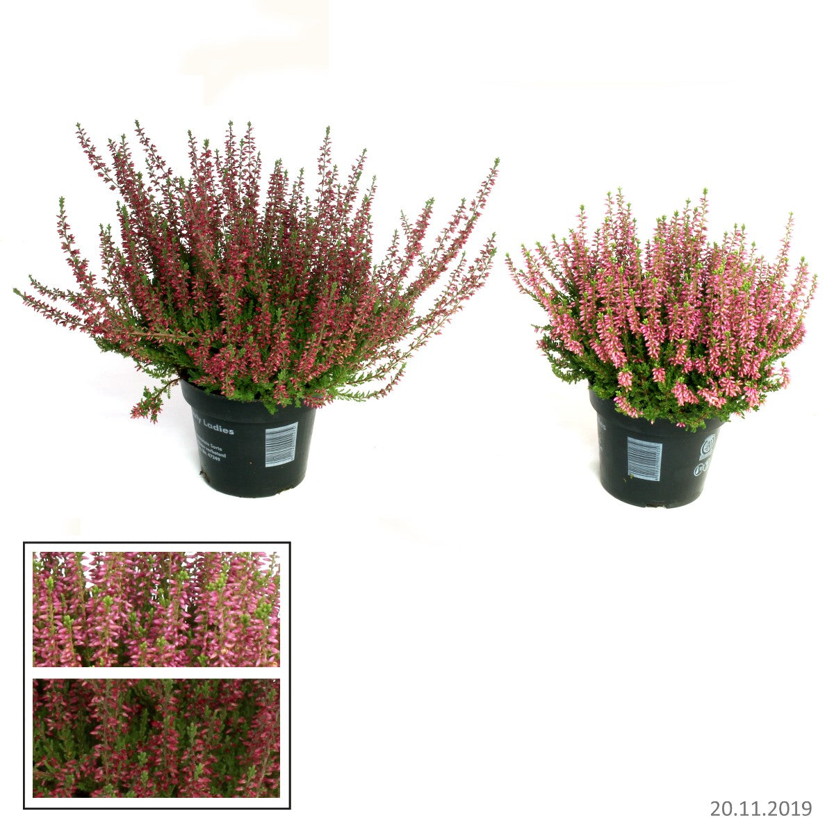 Calluna Beauty Ladies mix 20cm 13cm Pot