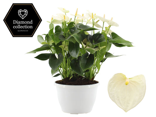 Anthurium Cocos in Christmas sleeve 50cm 25cm Pot