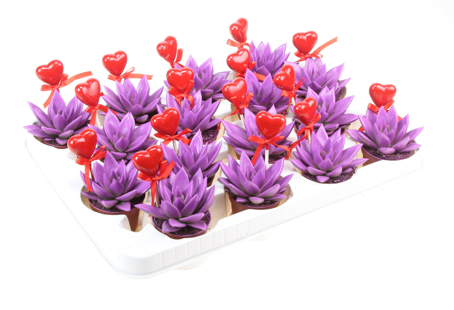 Euro Cactus Holland Bv Miranda paars+hartje Pack of 16