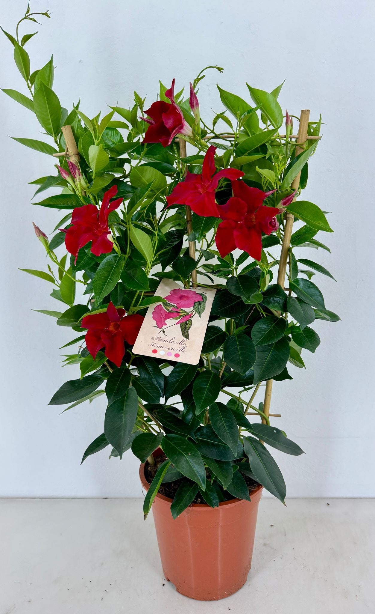 Mandevilla Rio Grande Scarlet 65cm 19cm Pot