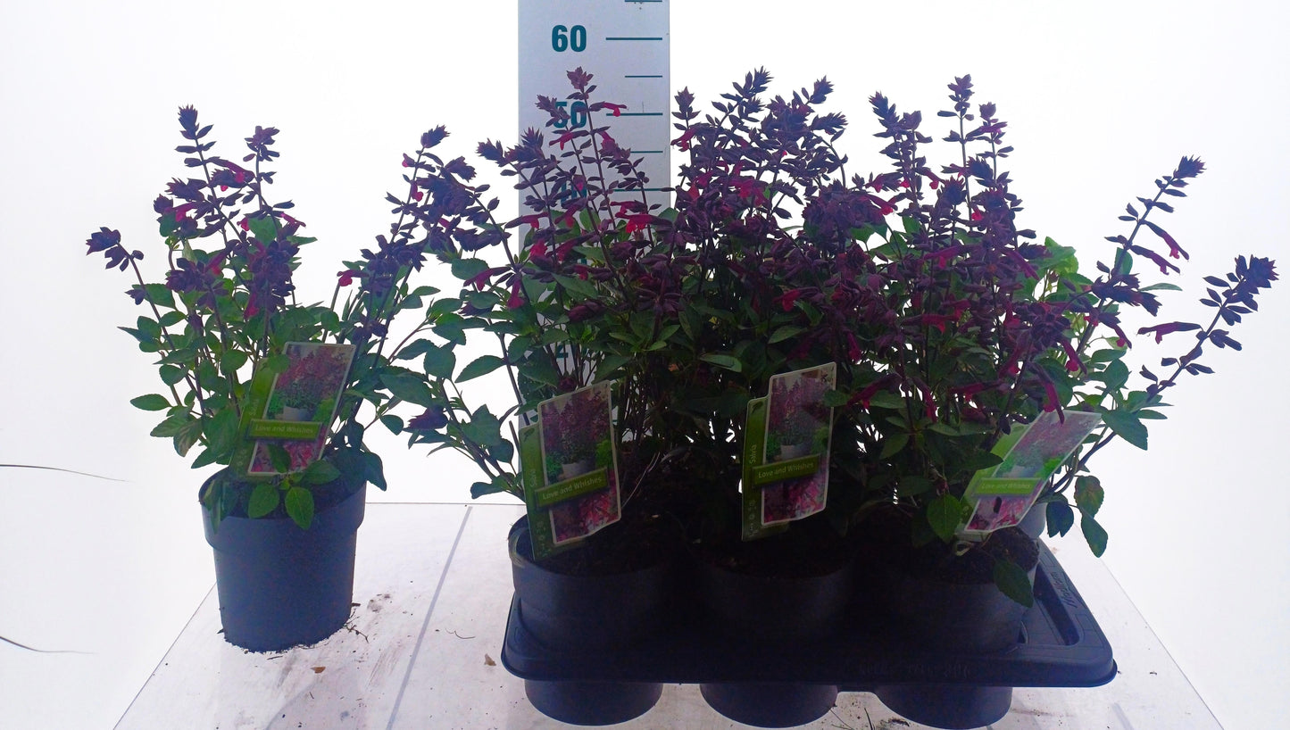 Salvia Love and wishes 50cm 17cm Pot