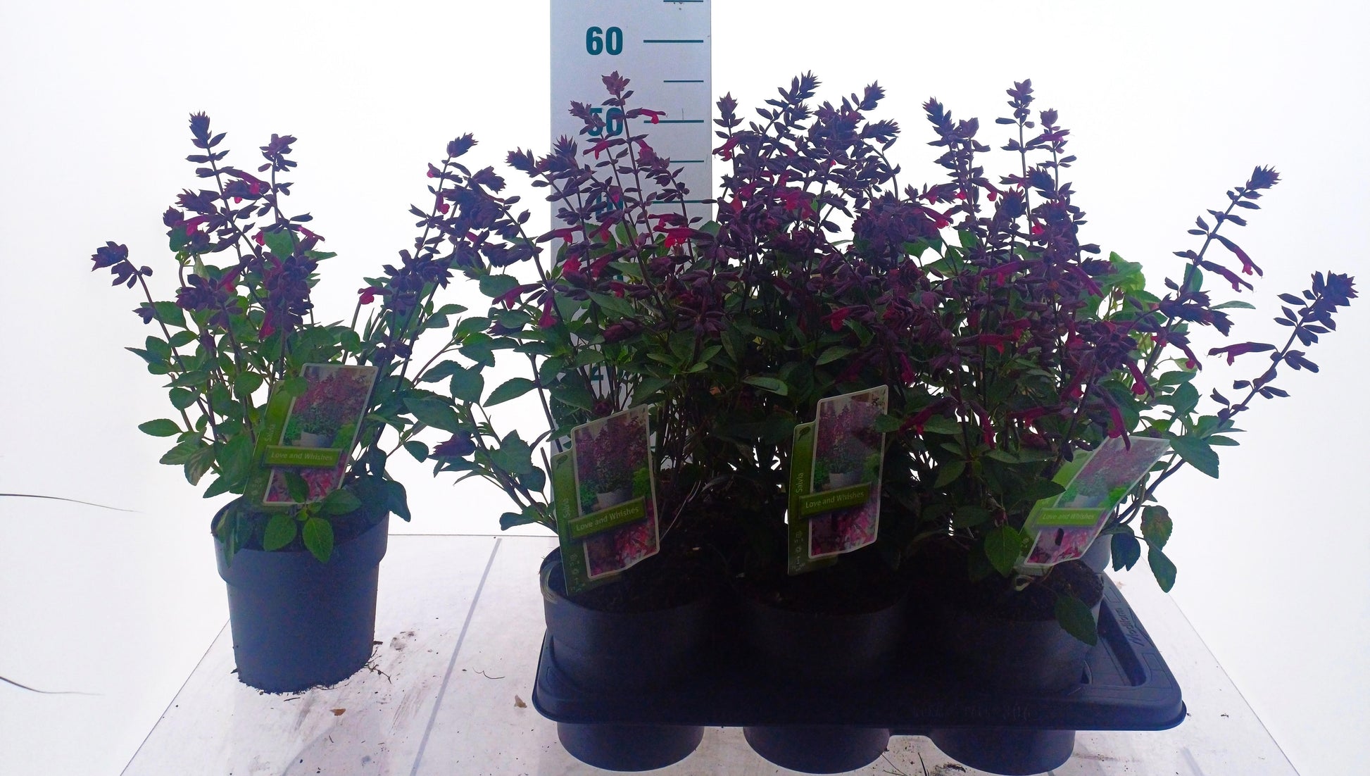 Salvia Love and wishes 50cm 17cm Pot