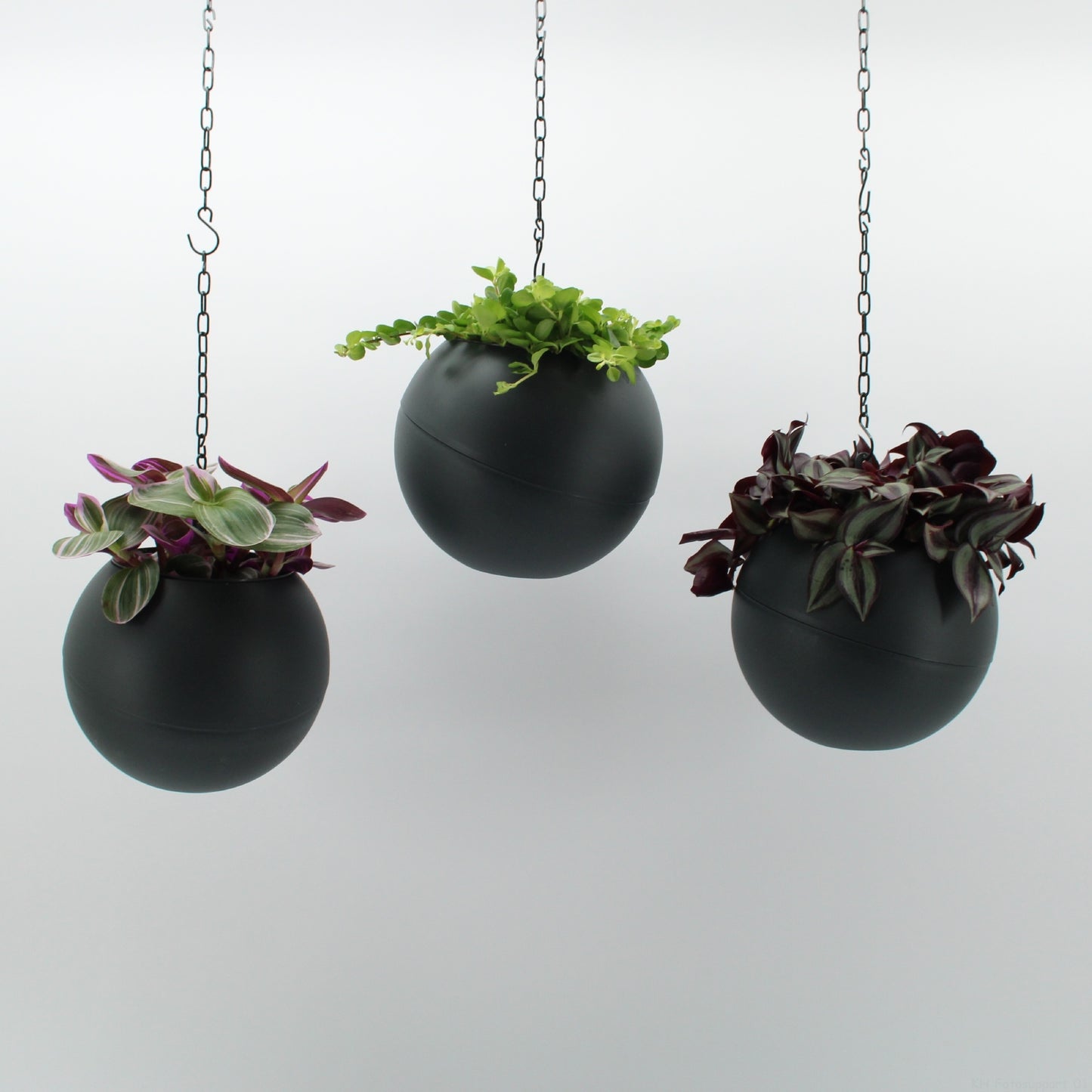 Indoor green arrangement 25cm 20cm Pot