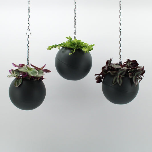 Indoor green arrangement 25cm 20cm Pot