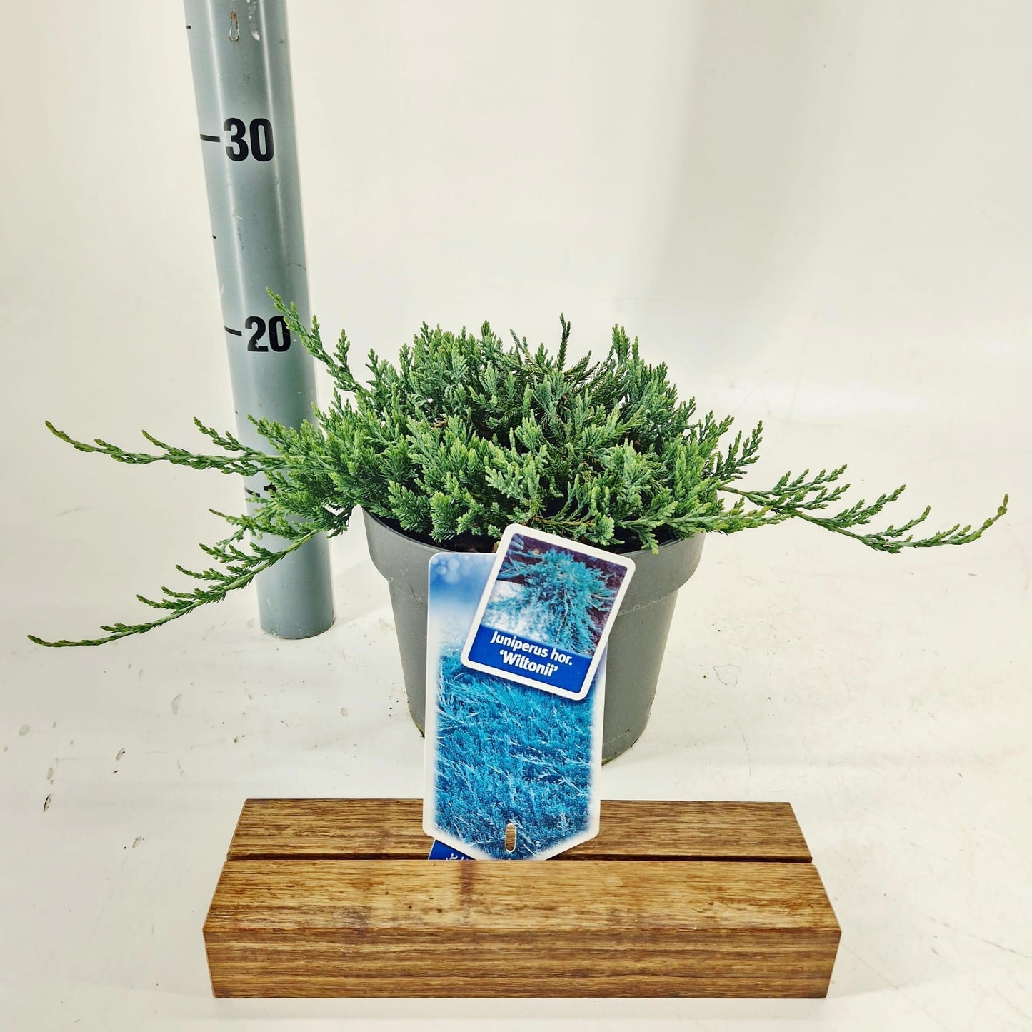 Juniperus Wiltonii 25cm 19cm Pot