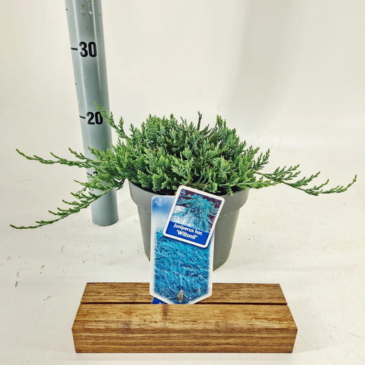 Juniperus Wiltonii 25cm 19cm Pot