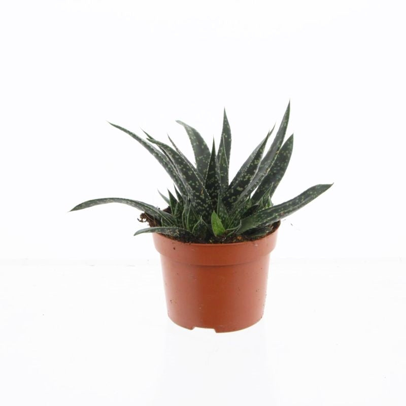 Gasteria Verrucosa 15cm 12cm Pot