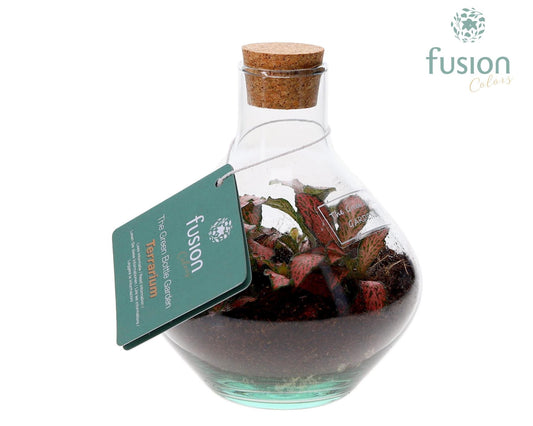 Terrarium John Mini met Fittonia 15cm 12cm Pot