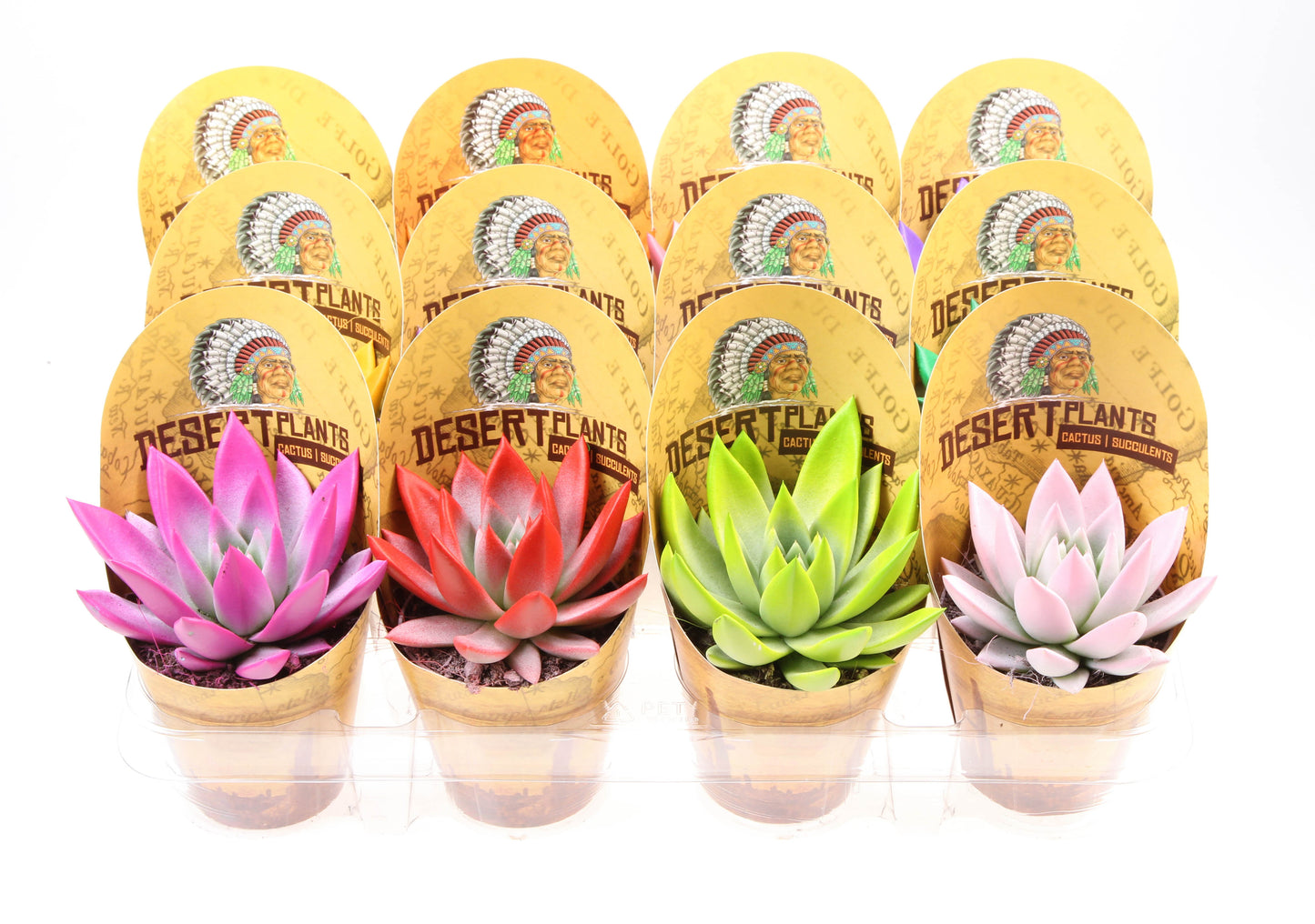Potcover desert plants miranda rainbow 10cm 8.5cm Pot