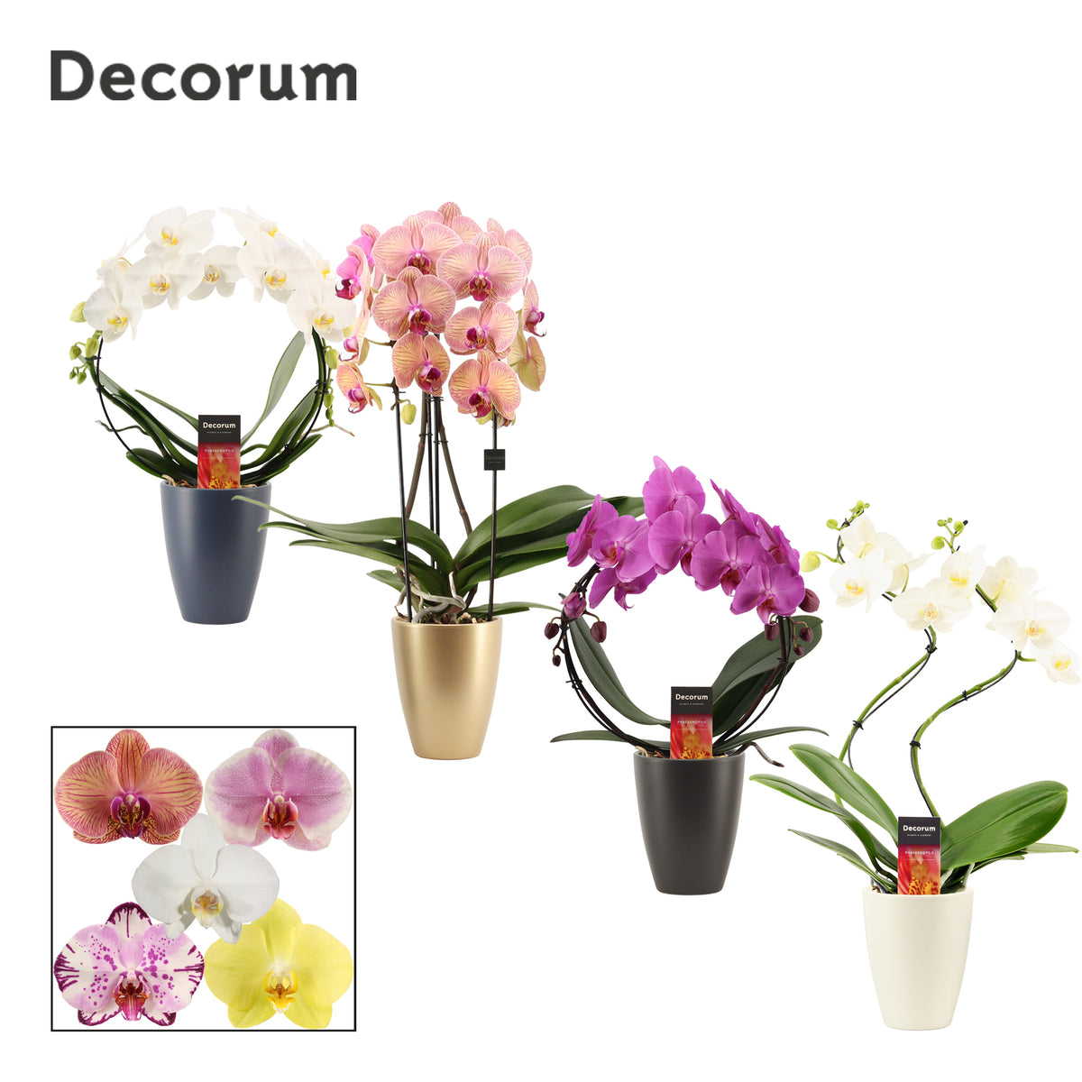 Phalaenopsis mix 45cm 12cm Pot