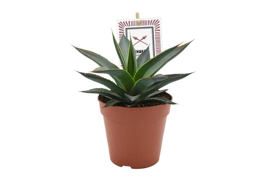 Agave Shaka Zulu 15cm 12cm Pot