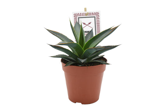 Agave Shaka Zulu 15cm 12cm Pot