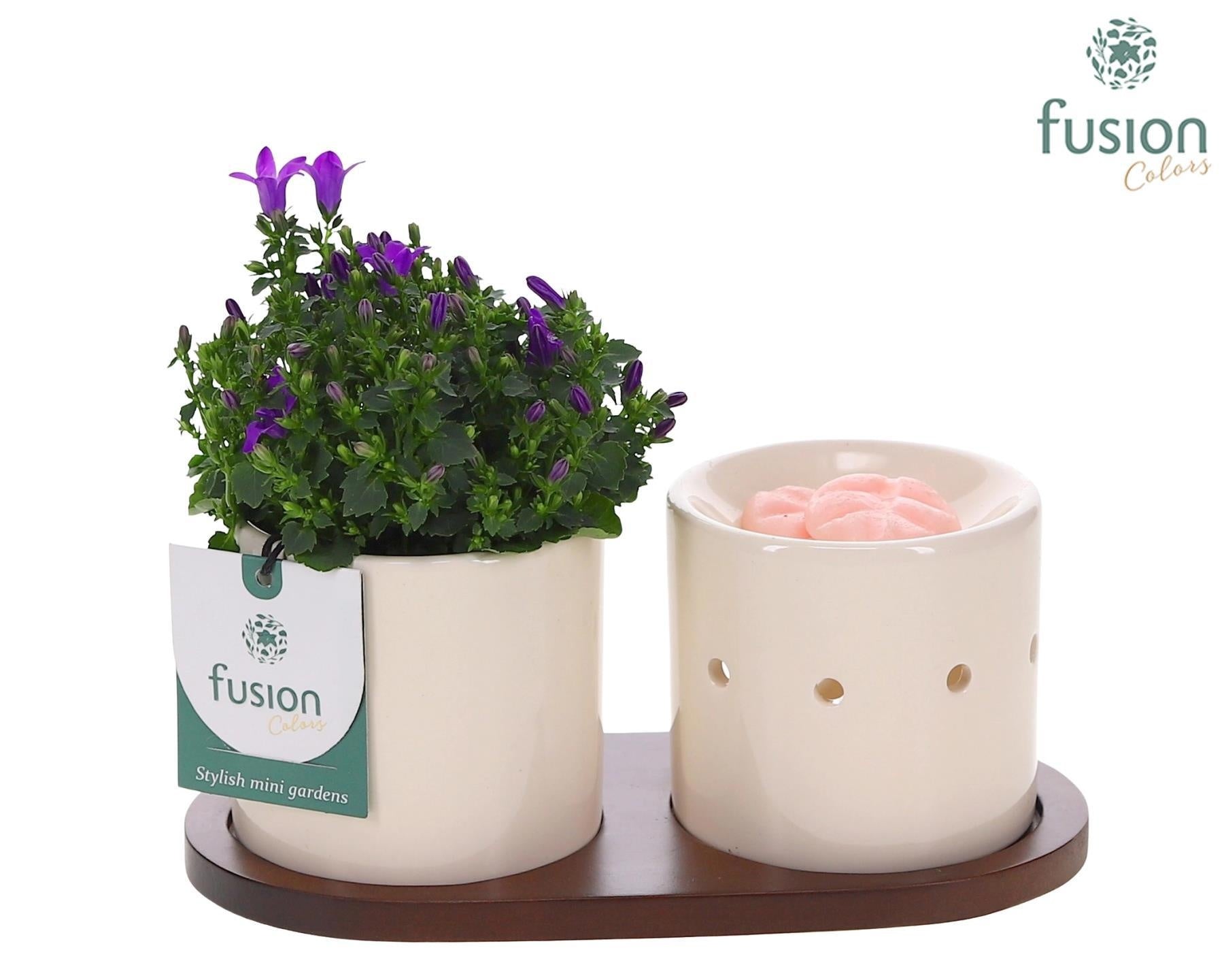 Fusion Scents keramiek Gift set plankje met Campanula 24uur levertijd 15cm 20cm Pot