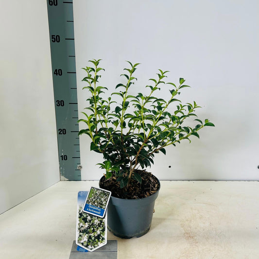 Osmanthus burkwoodii 40cm 17cm Pot