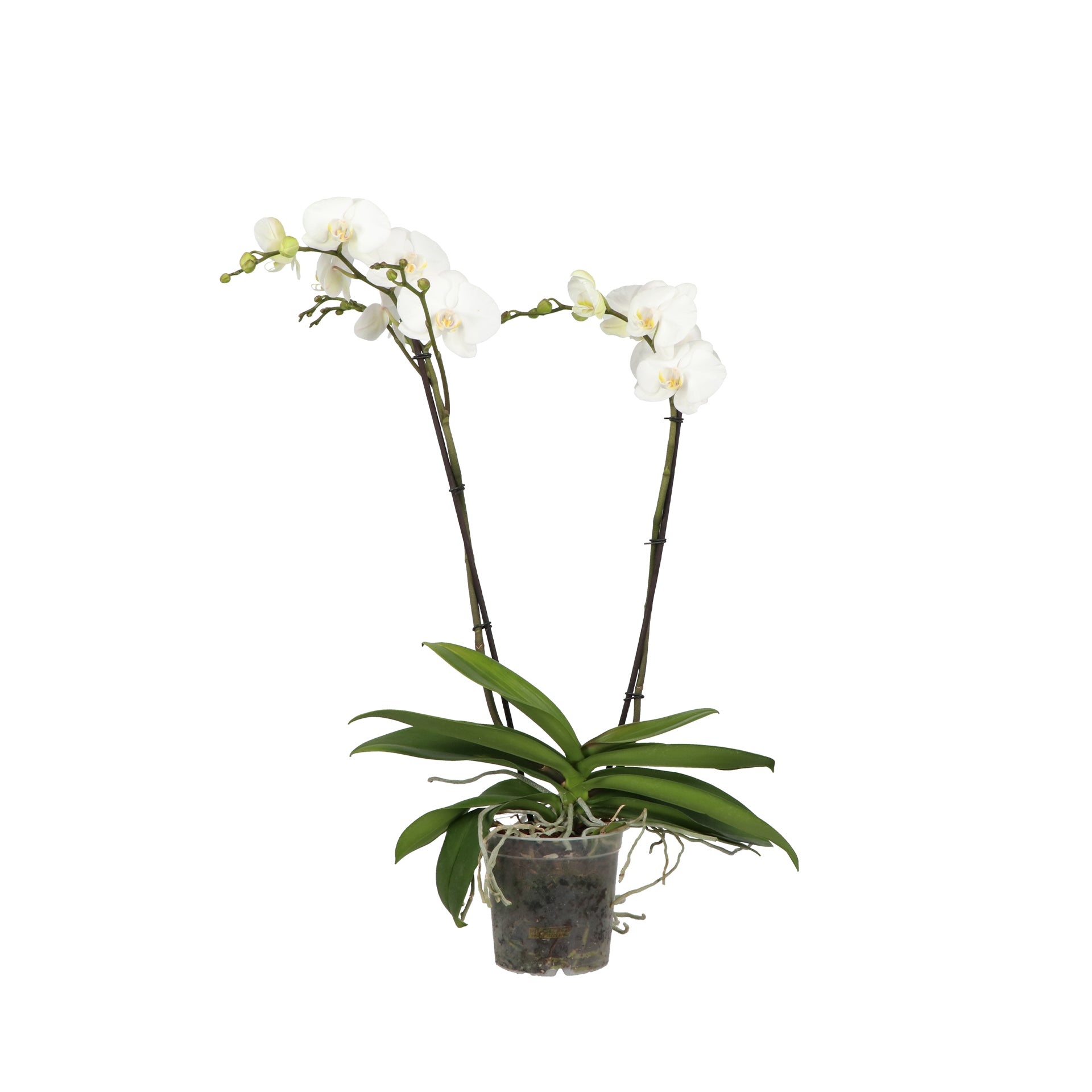 Opti-Flor Phalaenopsis Theatro white Pack of 3