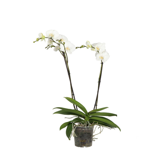 Phalaenopsis Theatro white 85cm 17cm Pot
