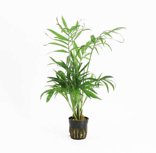 Aquarium plant mix 10cm 5cm Pot