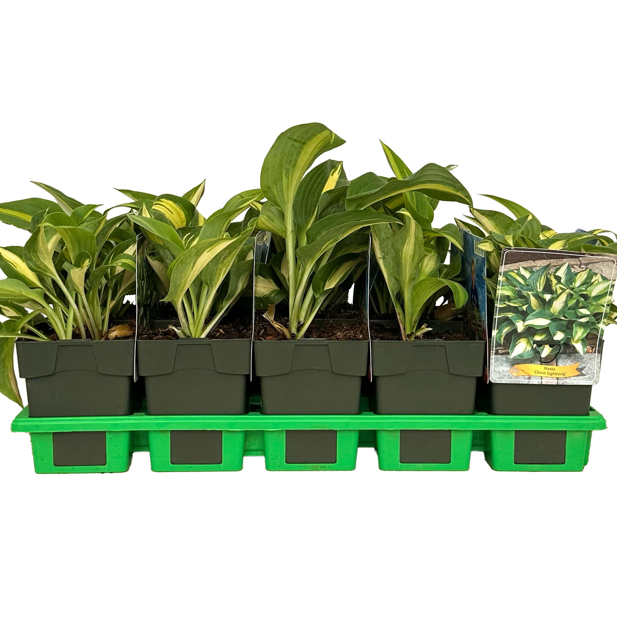 Hosta mix 25cm 11cm Pot