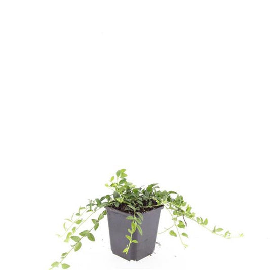 Vinca Gertrude Jekyll 15cm 9cm Pot