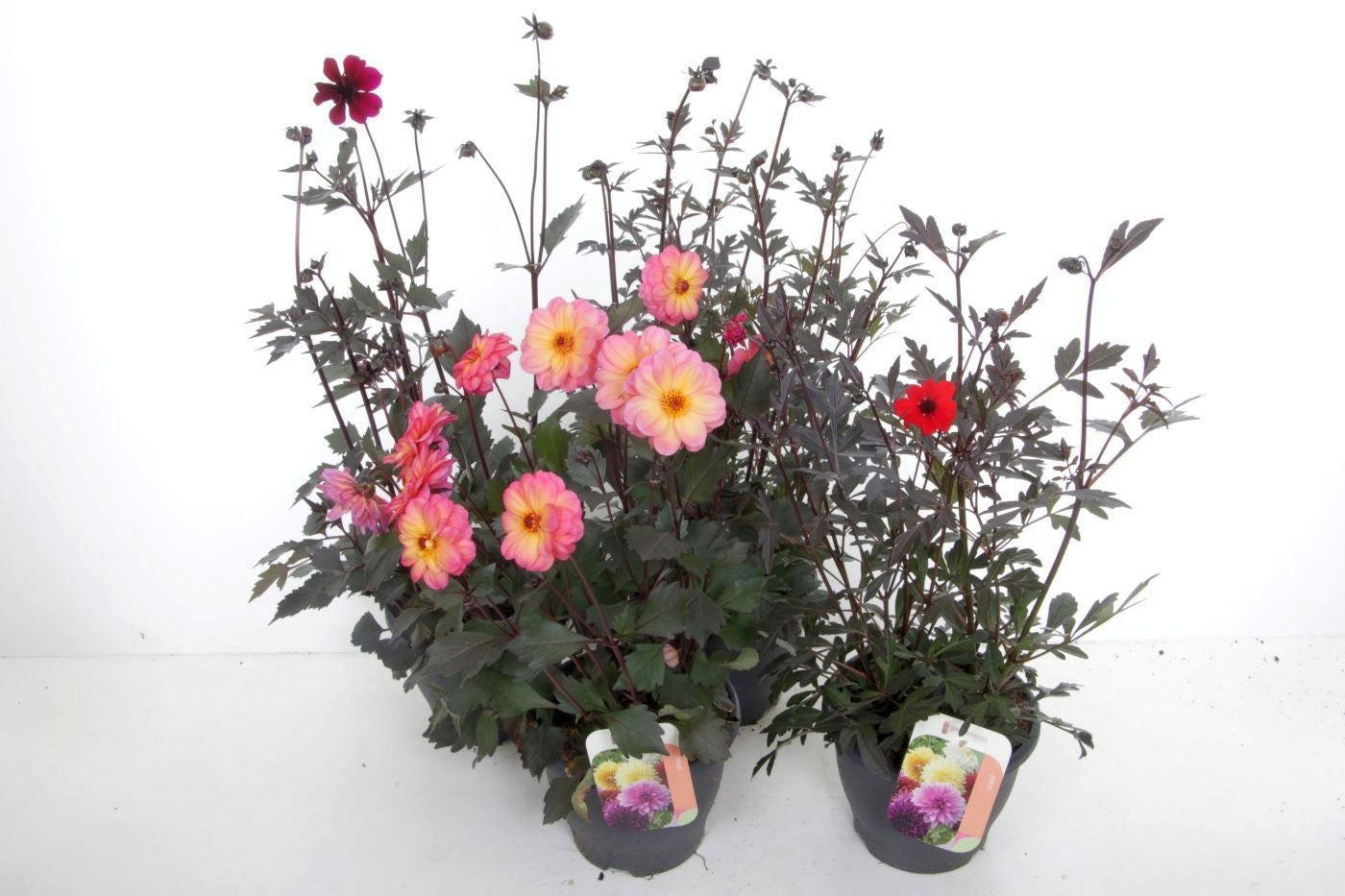 Dahlia Gardenetta Pearl 80cm 23cm Pot