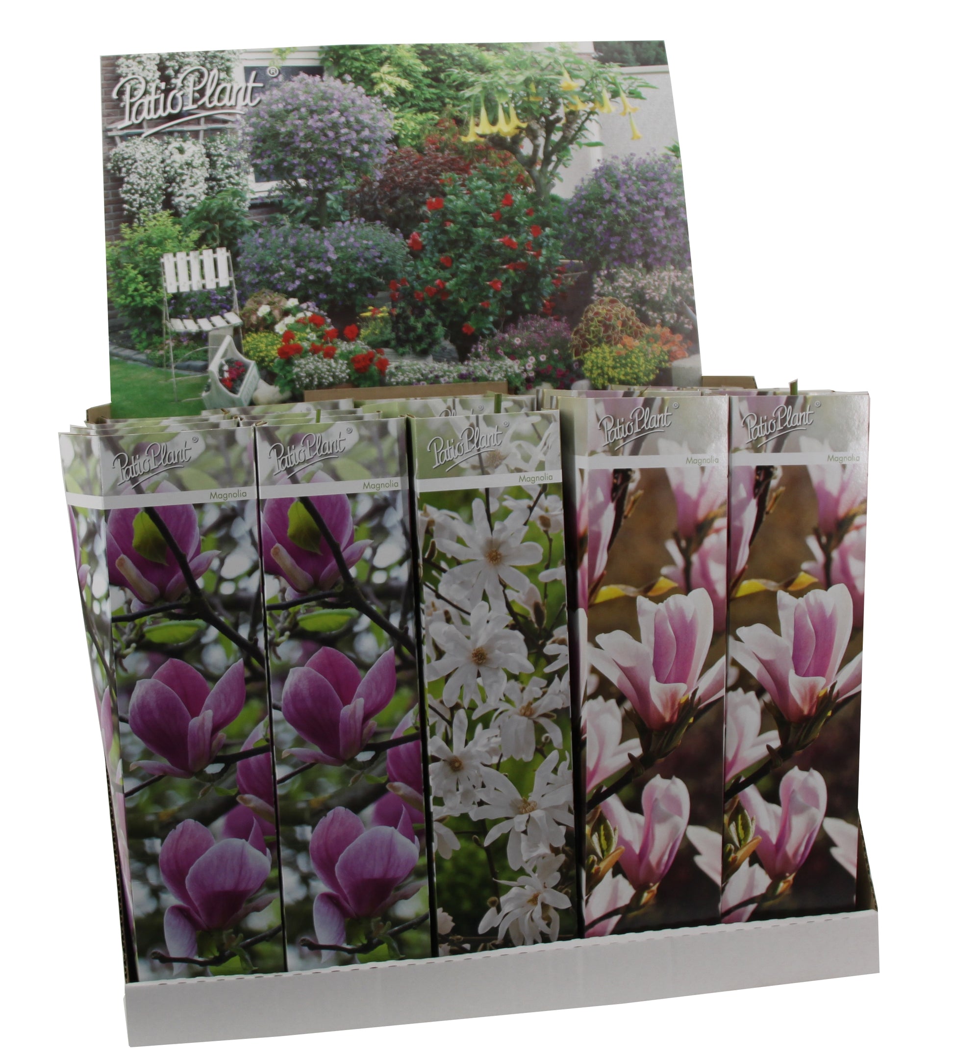 Valk BV Patioplant Magnolia soulangeana Pack of 20