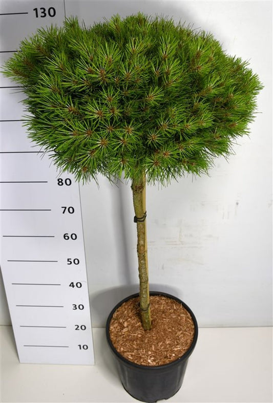 Bloemenkampen BV, Hkw. de Pinus nigra Marie Bregeon Pack of 1