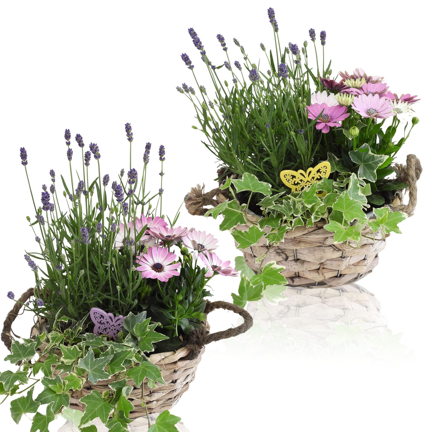 Outdoor arrangement 35cm 24cm Pot