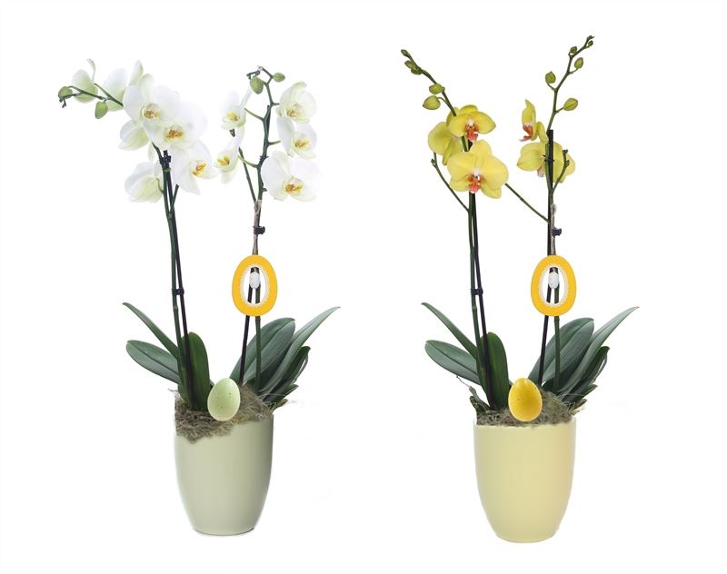 Phalaenopsis mix 55cm 12cm Pot