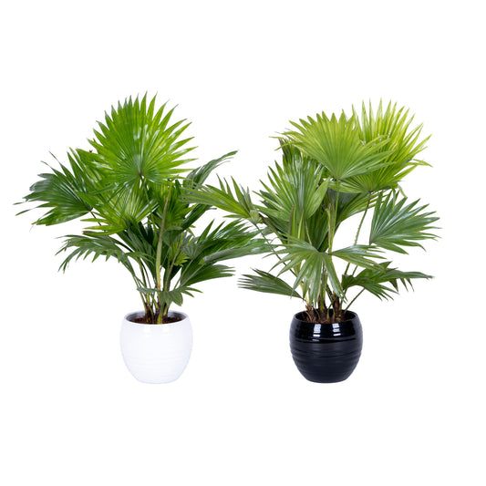 Livistona rotundifolia 38cm 12cm Pot