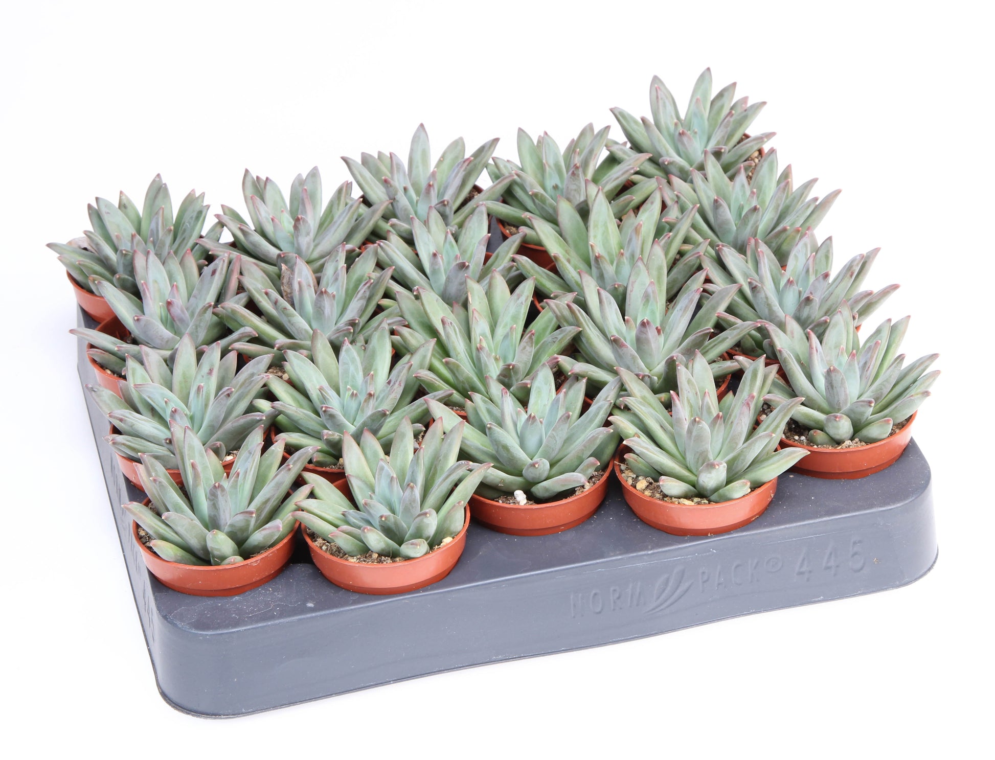 Echeveria hookeri 8cm 505cm Pot