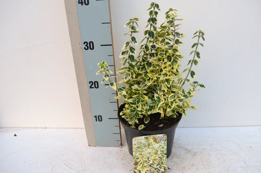 Euonymus Dan's Delight 20cm 17cm Pot