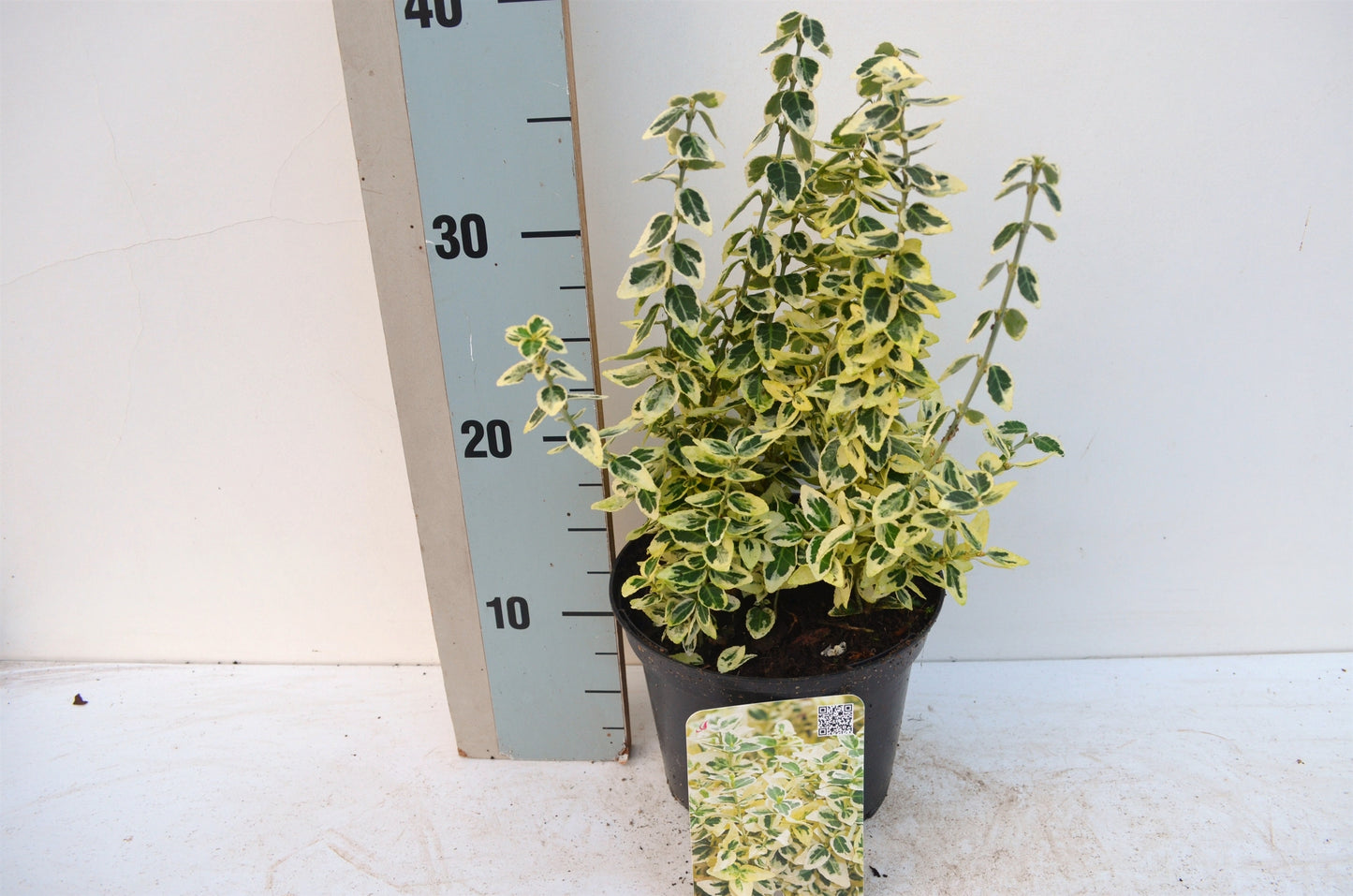 Roessel Tuinpl. VOF, B. v. Euonymus Dan's Delight Pack of 6