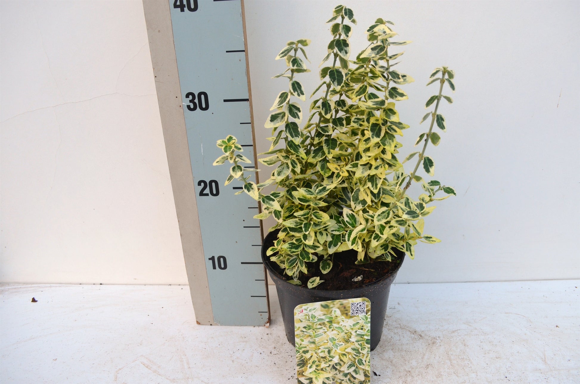 Roessel Tuinpl. VOF, B. v. Euonymus Dan's Delight Pack of 6