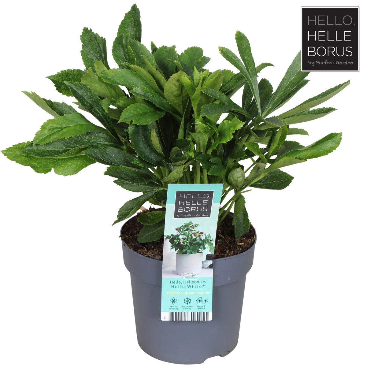 Helleborus orientalis 35cm 14cm Pot