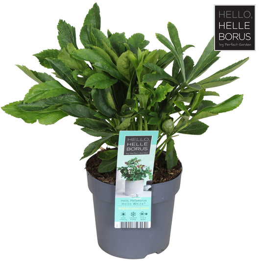 Helleborus orientalis 35cm 14cm Pot