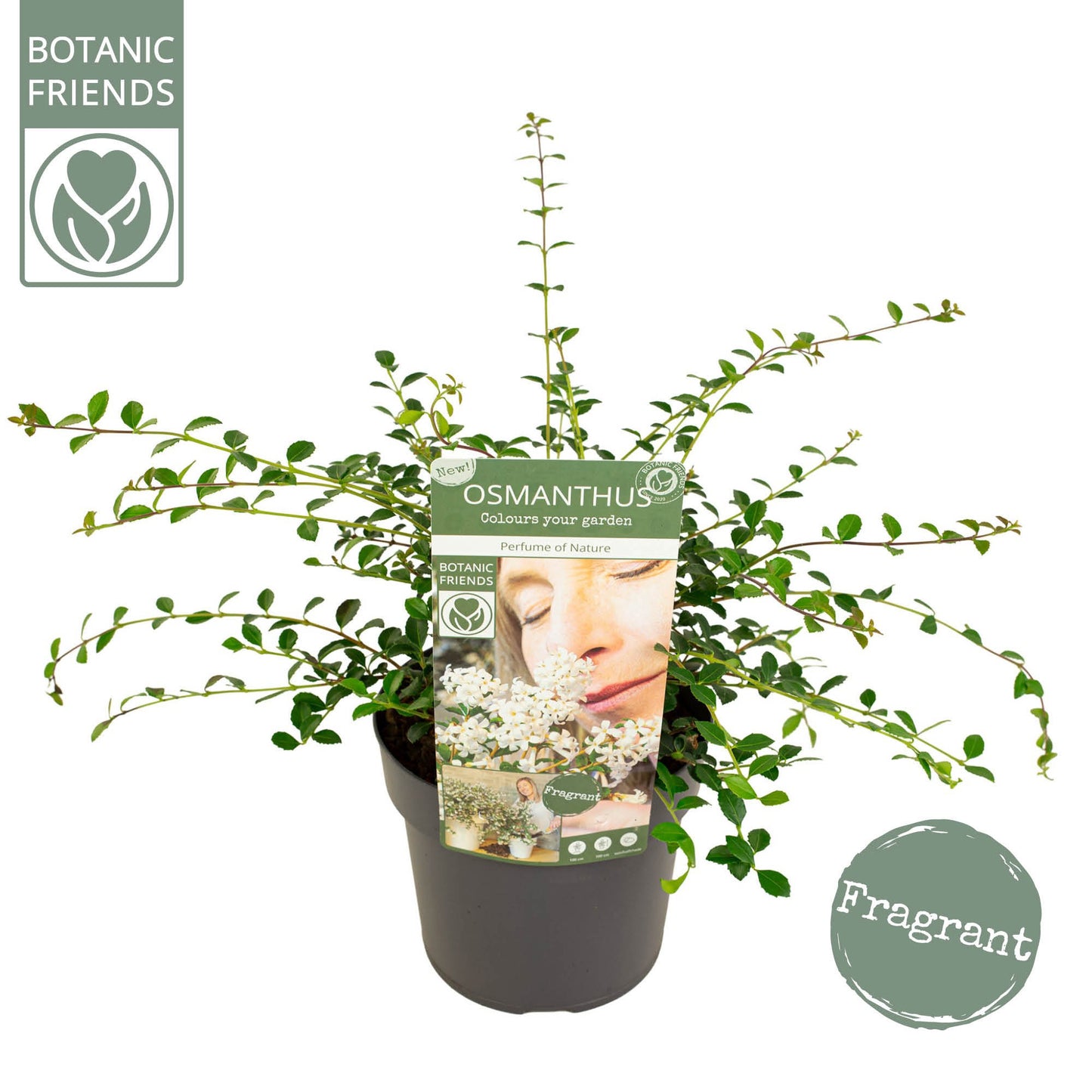 Osmanthus 35cm 19cm Pot